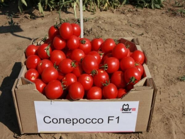 Томат СОЛЕРОССО F1 / SOLEROSSO F1 - 20 насінин. Кущовий /Nunhems/