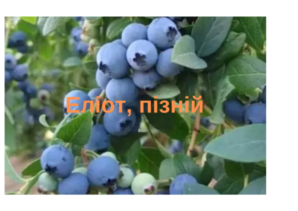 Лохина Еліот 2л.